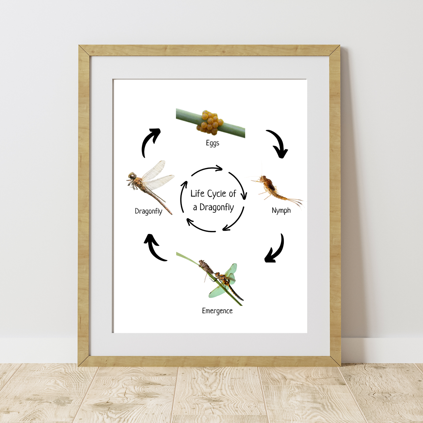 Montessori Life Cycle of a Dragonfly, Educational Poster, Science Poster, Homeschool Prints, Printable Classroom Poster