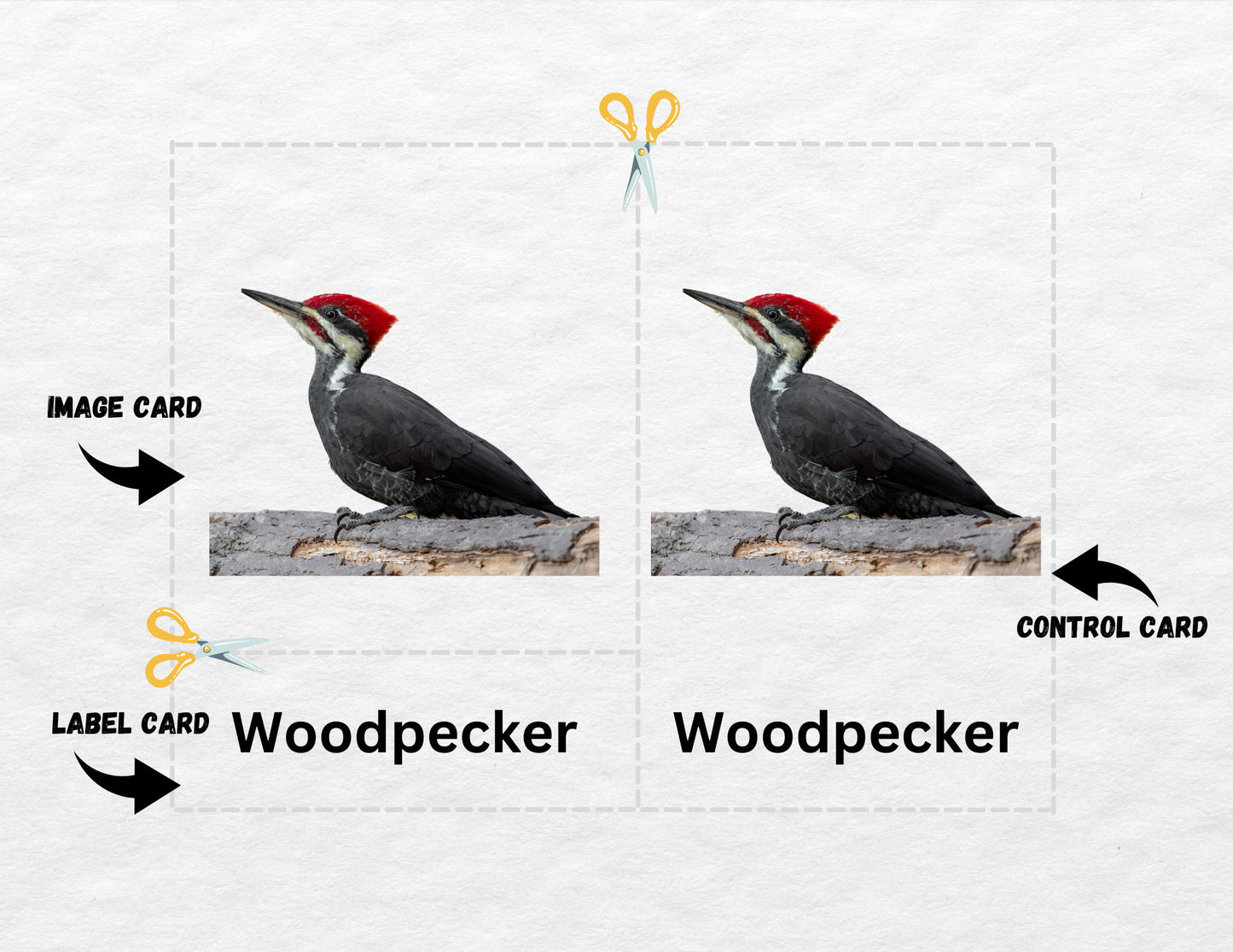 Backyard Birds, 3 Part Montessori Cards, 7 Safari LTD Toobs Coordinates, Preschool Vocabulary Activity, Pre-reading Printable Cards