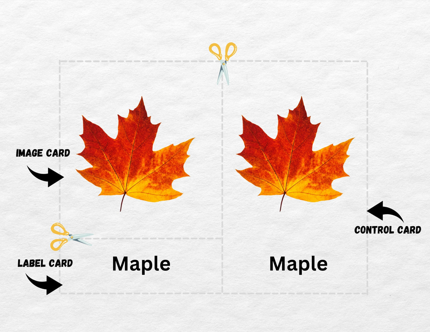 9 Fall Leaves Nomenclature, 3 Part Montessori Cards, Preschool Vocabulary Activity, Educational Pre-reading Printable Cards