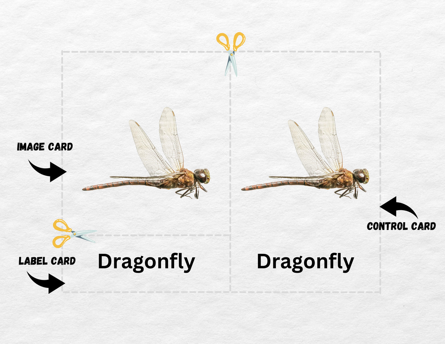 20 Insect Nomenclature Cards, 3 Part Montessori Cards, Preschool Vocabulary Activity, Educational Pre-reading Printable Cards