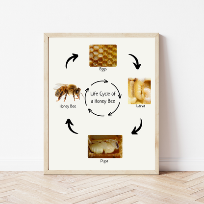 Honey Bee Life Cycle, Insect Life Cycle, Educational Poster, Science Poster, Homeschool Prints, Montessori Classroom Decor