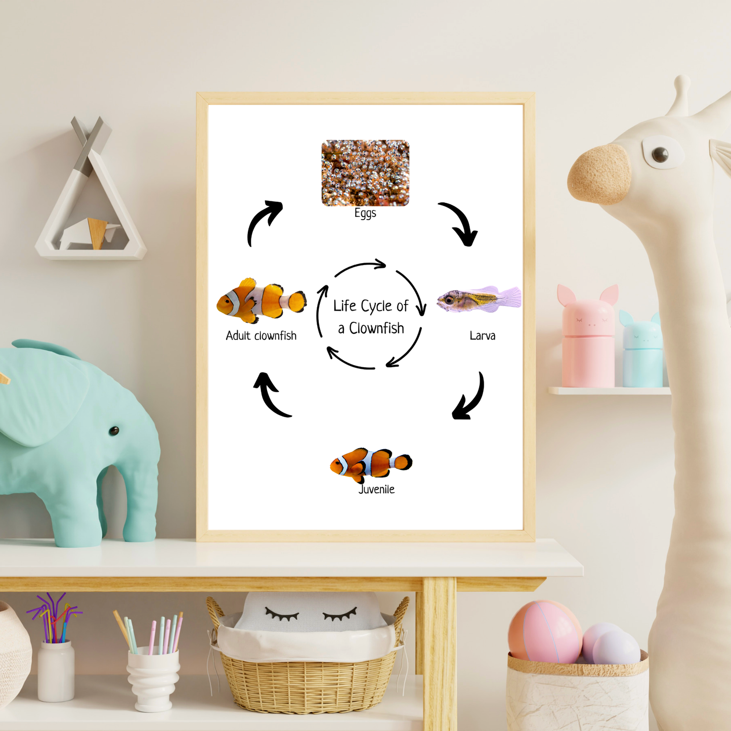 Clownfish Life Cycle, Fish Life Cycle, Educational Poster, Science Poster, Homeschool Prints, Printable Classroom Decor