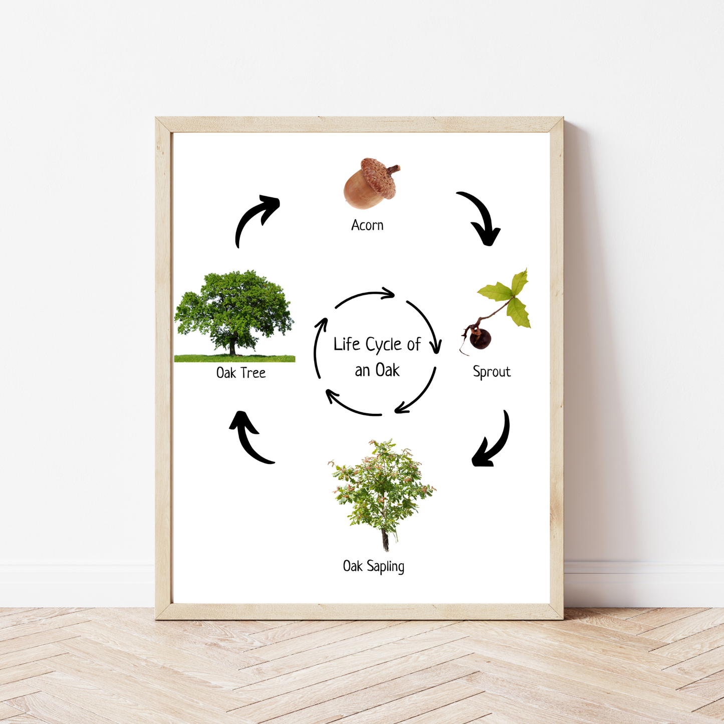 Oak Life Cycle, Tree Life Cycle, Montessori Poster, Science Poster, Homeschool Prints, Educational Classroom Decor