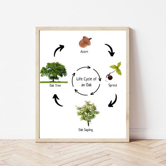 Oak Life Cycle, Tree Life Cycle, Montessori Poster, Science Poster, Homeschool Prints, Educational Classroom Decor