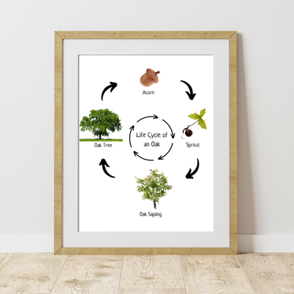 Oak Life Cycle, Tree Life Cycle, Montessori Poster, Science Poster, Homeschool Prints, Educational Classroom Decor