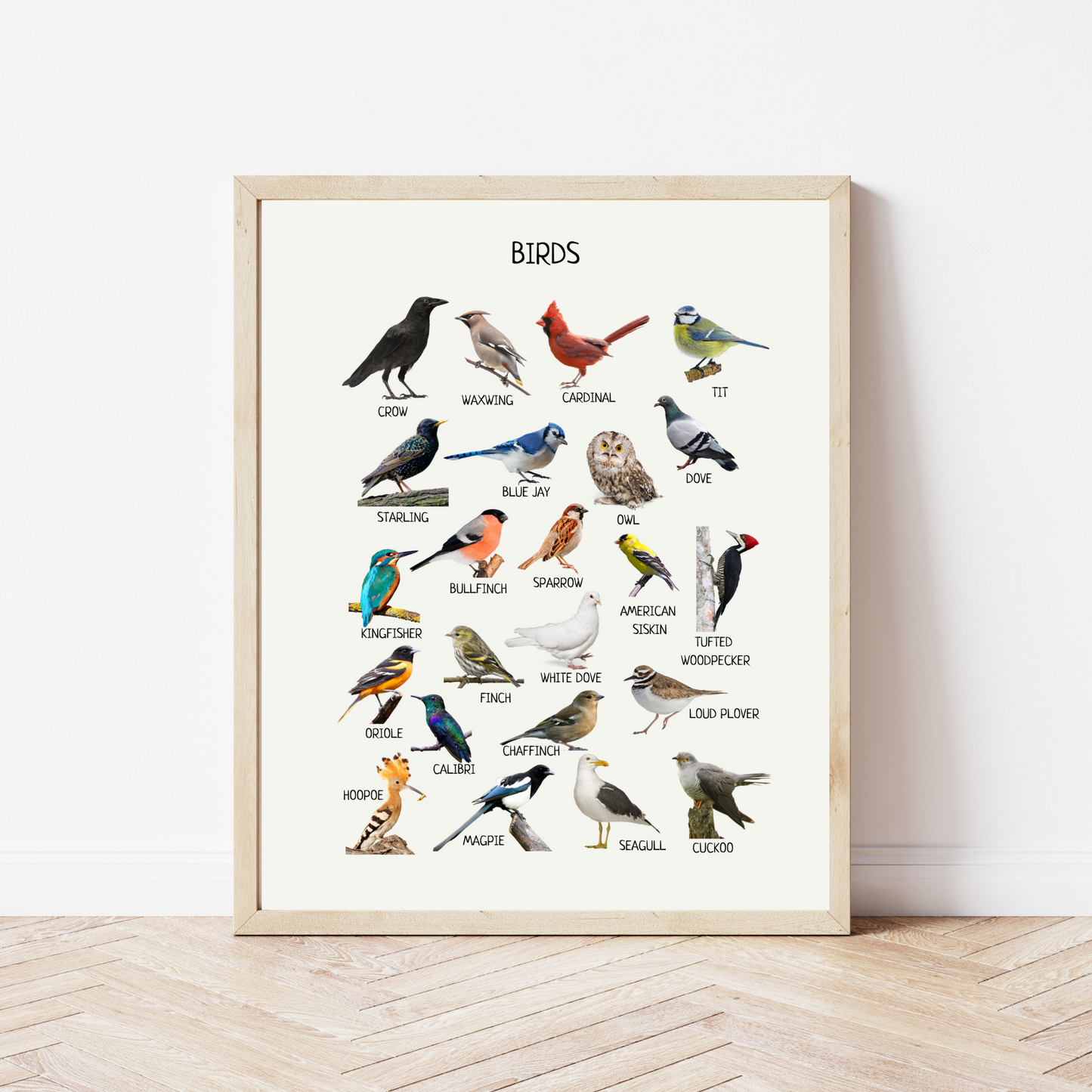 Birds Poster, Educational Poster, Montessori Printable Wall Art, Common Birds Poster, Classroom Decor, Nursery Decor, FRAME NOT INCLUDED