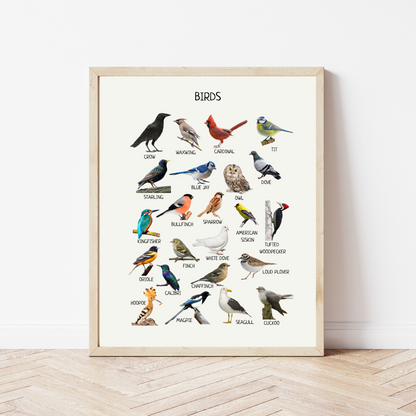 Birds Poster, Educational Poster, Montessori Printable Wall Art, Common Birds Poster, Classroom Decor, Nursery Decor, FRAME NOT INCLUDED