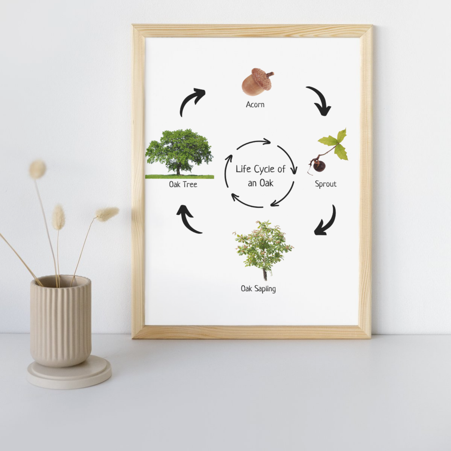 Oak Life Cycle, Tree Life Cycle, Montessori Poster, Science Poster, Homeschool Prints, Educational Classroom Decor