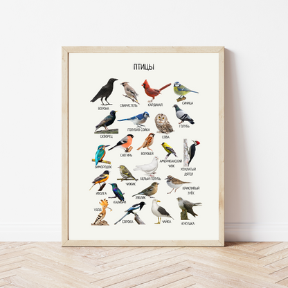 Постер "Птицы"| Educational Poster "Birds" (Actual Print) in Russian. Home & Classroom Decor, *Frame not included