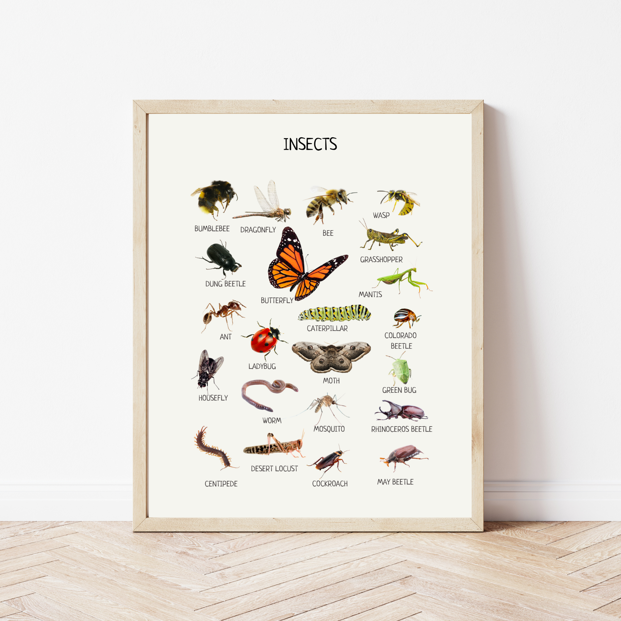 Posterboard Insect Insects Poster for Kids – Educational Wall Art for Classrooms