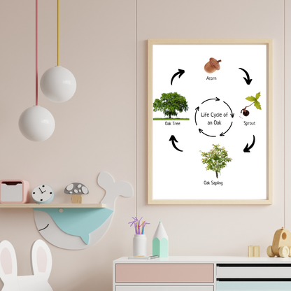 Oak Life Cycle, Tree Life Cycle, Montessori Poster, Science Poster, Homeschool Prints, Educational Classroom Decor