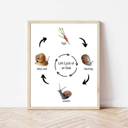 Snail Life Cycle, Insect Life Cycle, Montessori Poster, Science Poster, Homeschool Prints, Educational Classroom Decor