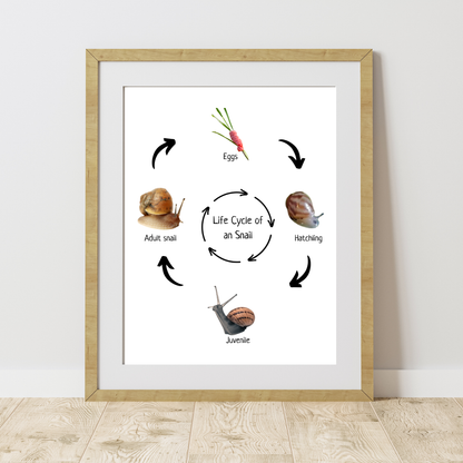 Snail Life Cycle, Insect Life Cycle, Montessori Poster, Science Poster, Homeschool Prints, Educational Classroom Decor