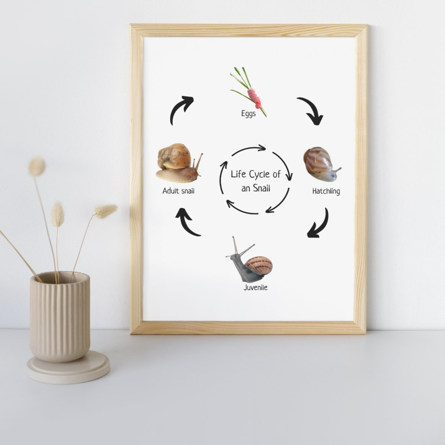 Snail Life Cycle, Insect Life Cycle, Montessori Poster, Science Poster, Homeschool Prints, Educational Classroom Decor