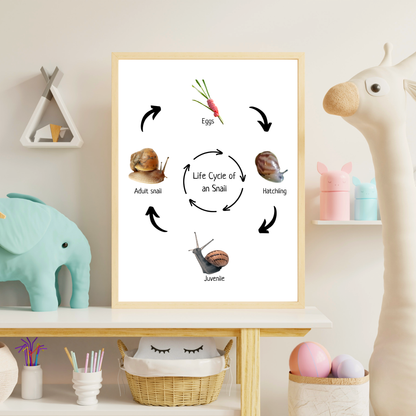 Snail Life Cycle, Insect Life Cycle, Montessori Poster, Science Poster, Homeschool Prints, Educational Classroom Decor