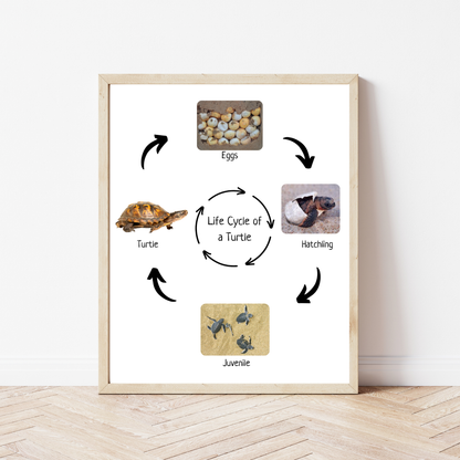 Life Cycle of a Turtle, Montessori Poster, Science Poster, Homeschool Prints, Educational Classroom Decor