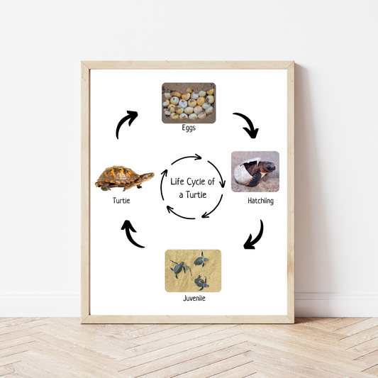 Life Cycle of a Turtle, Montessori Poster, Science Poster, Homeschool Prints, Educational Classroom Decor