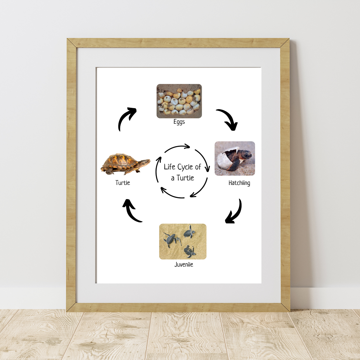 Life Cycle of a Turtle, Montessori Poster, Science Poster, Homeschool Prints, Educational Classroom Decor