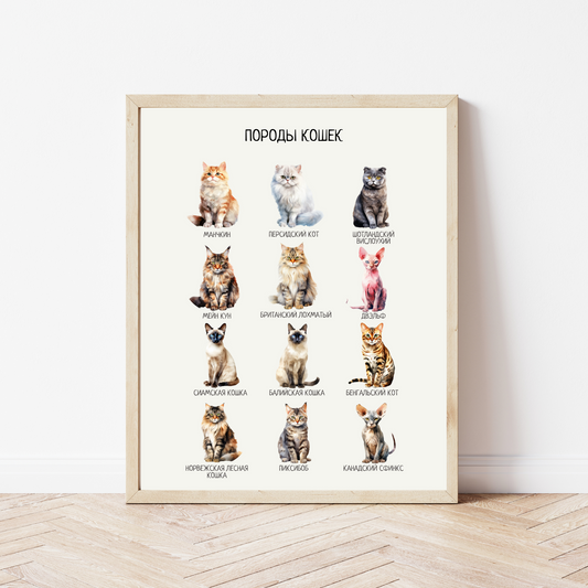 Cat Breeds Poster in Russian – Educational Wall Art