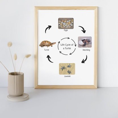 Life Cycle of a Turtle, Montessori Poster, Science Poster, Homeschool Prints, Educational Classroom Decor