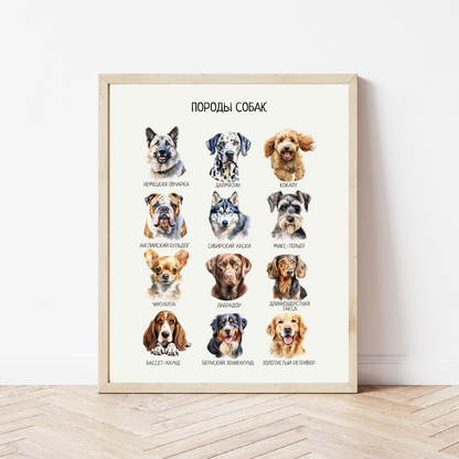Постер "Породы собак"| Educational Poster (Actual Print) in Russian. Home & Classroom Decor, *Frame not included