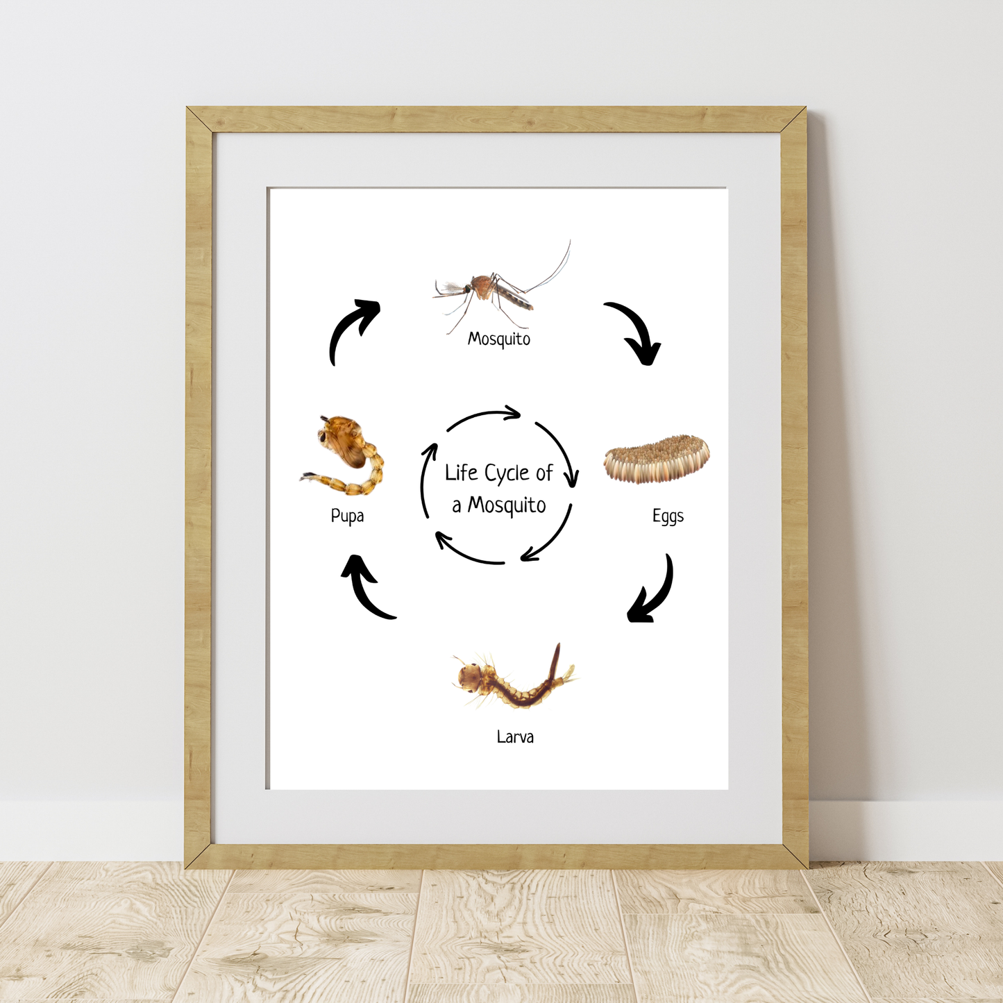 Life Cycle of a Mosquito, Montessori Educational Poster, Science Poster, Homeschool Prints, Printable Classroom Poster