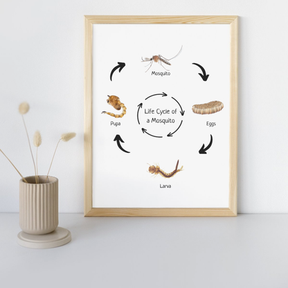 Life Cycle of a Mosquito, Montessori Educational Poster, Science Poster, Homeschool Prints, Printable Classroom Poster