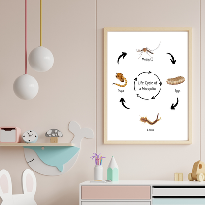 Life Cycle of a Mosquito, Montessori Educational Poster, Science Poster, Homeschool Prints, Printable Classroom Poster