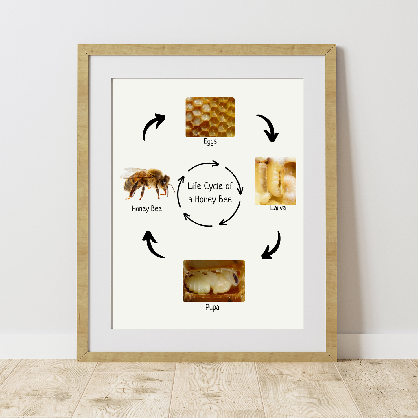 Honey Bee Life Cycle, Insect Life Cycle, Educational Poster, Science Poster, Homeschool Prints, Montessori Classroom Decor