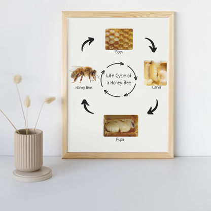 Honey Bee Life Cycle, Insect Life Cycle, Educational Poster, Science Poster, Homeschool Prints, Montessori Classroom Decor