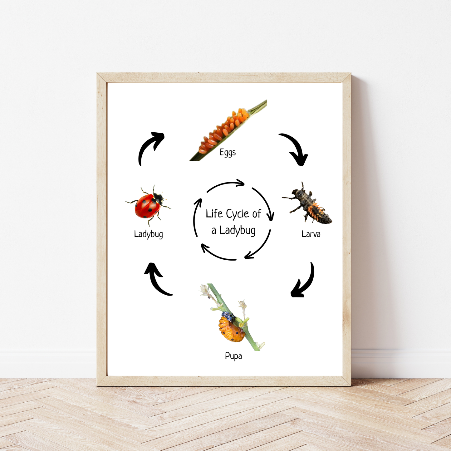 Life Cycle of a Ladybug, Insect Life Cycle, Educational Poster, Science Poster, Homeschool Prints, Printable Classroom Poster