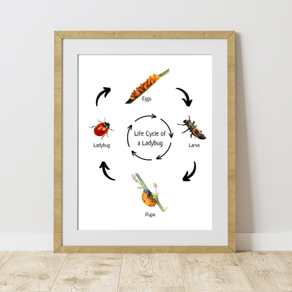 Life Cycle of a Ladybug, Insect Life Cycle, Educational Poster, Science Poster, Homeschool Prints, Printable Classroom Poster