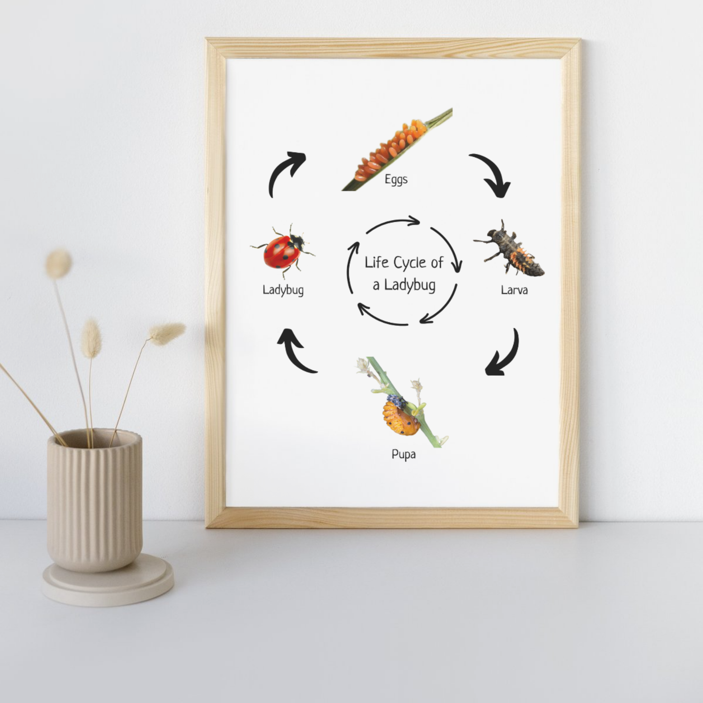 Life Cycle of a Ladybug, Insect Life Cycle, Educational Poster, Science Poster, Homeschool Prints, Printable Classroom Poster