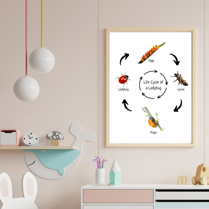 Life Cycle of a Ladybug, Insect Life Cycle, Educational Poster, Science Poster, Homeschool Prints, Printable Classroom Poster