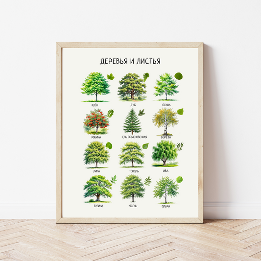 Trees & Leaves Russian Poster – Educational Nature Print