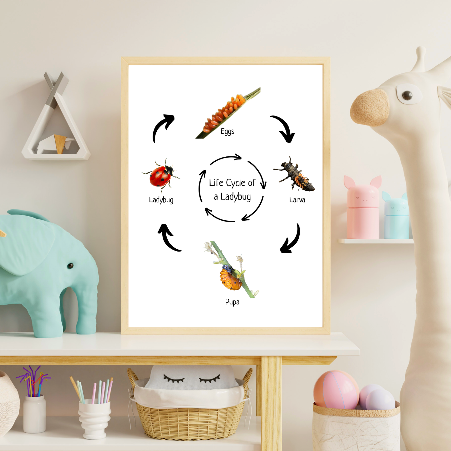 Life Cycle of a Ladybug, Insect Life Cycle, Educational Poster, Science Poster, Homeschool Prints, Printable Classroom Poster