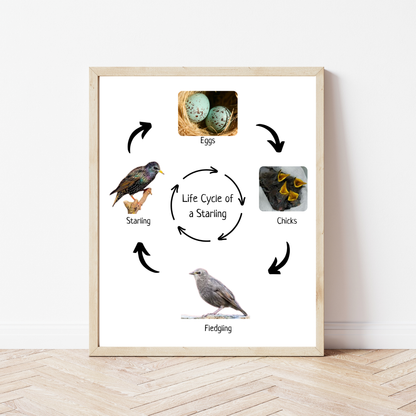 Life Cycle of a Sterling, Bird Life Cycle, Educational Poster, Science Poster, Homeschool Prints, Printable Classroom Decor