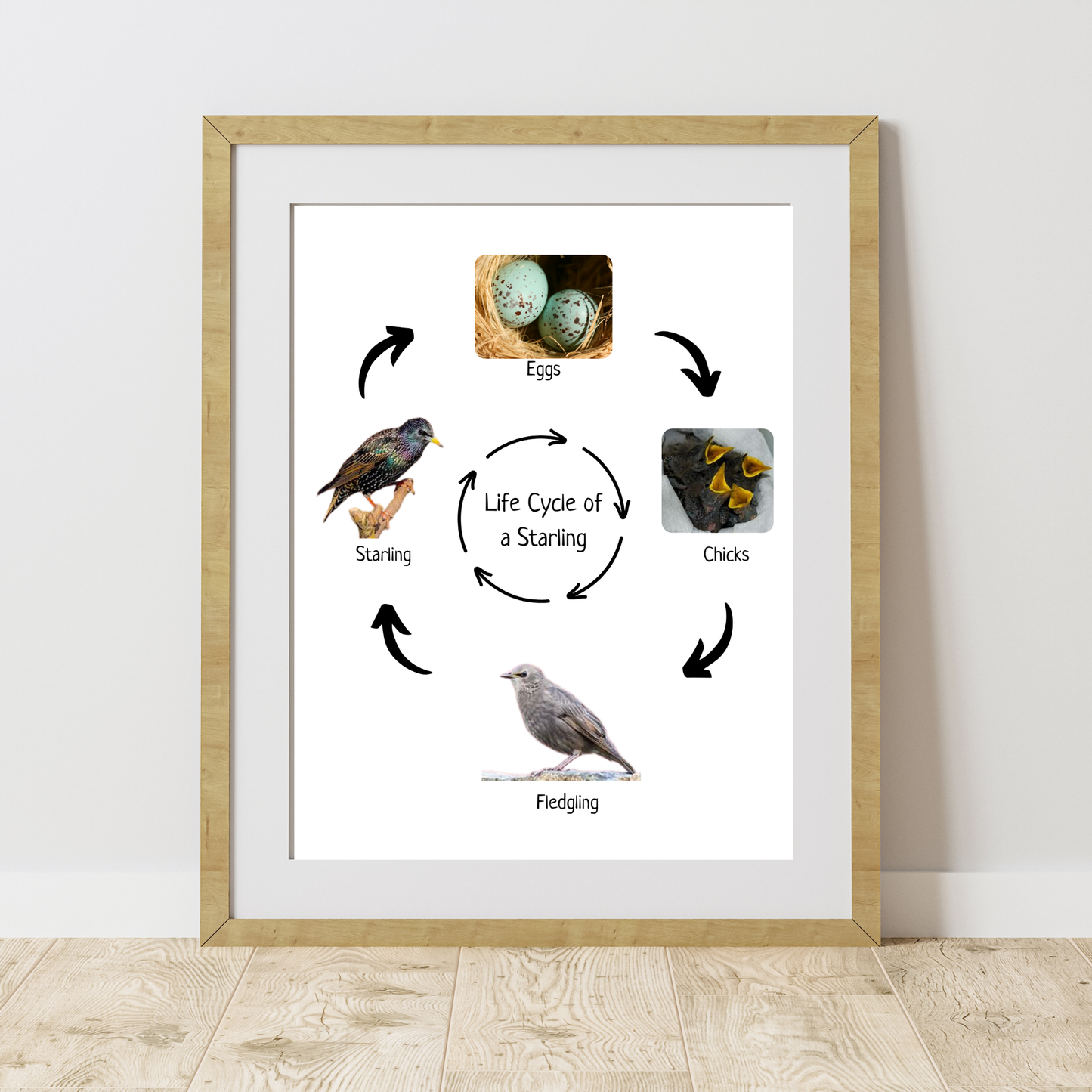 Life Cycle of a Sterling, Bird Life Cycle, Educational Poster, Science Poster, Homeschool Prints, Printable Classroom Decor