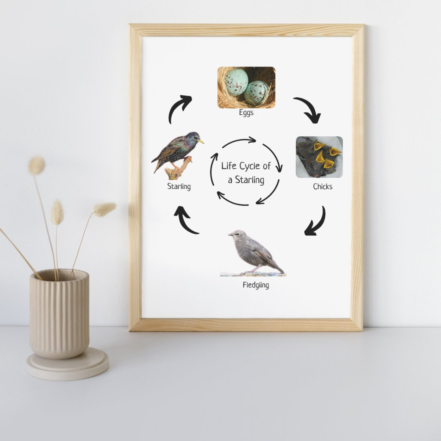 Life Cycle of a Sterling, Bird Life Cycle, Educational Poster, Science Poster, Homeschool Prints, Printable Classroom Decor