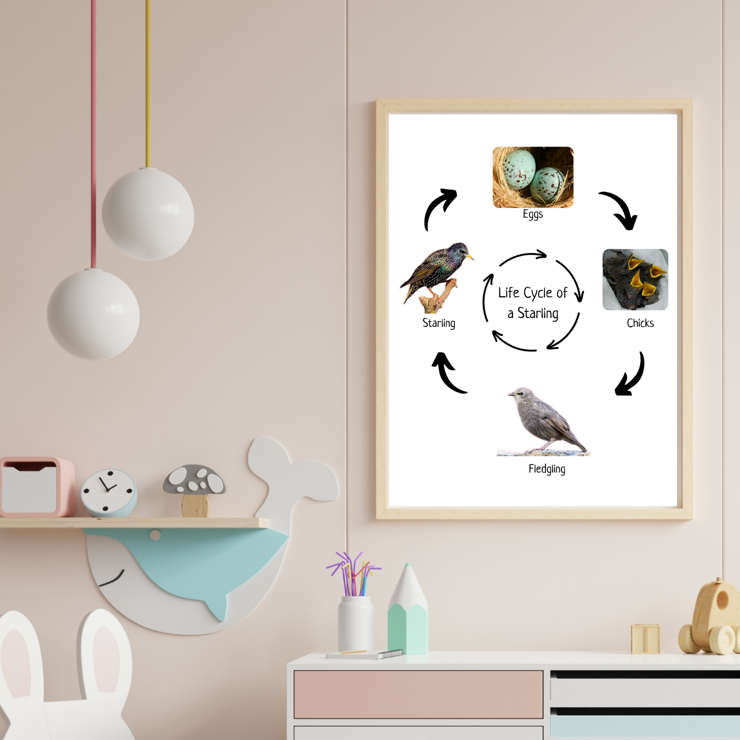 Life Cycle of a Sterling, Bird Life Cycle, Educational Poster, Science Poster, Homeschool Prints, Printable Classroom Decor