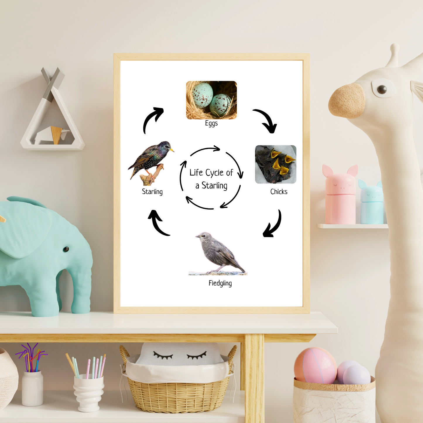 Life Cycle of a Sterling, Bird Life Cycle, Educational Poster, Science Poster, Homeschool Prints, Printable Classroom Decor