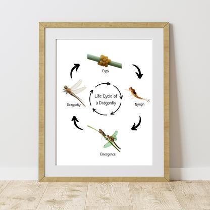 Montessori Life Cycle of a Dragonfly, Educational Poster, Science Poster, Homeschool Prints, Printable Classroom Poster