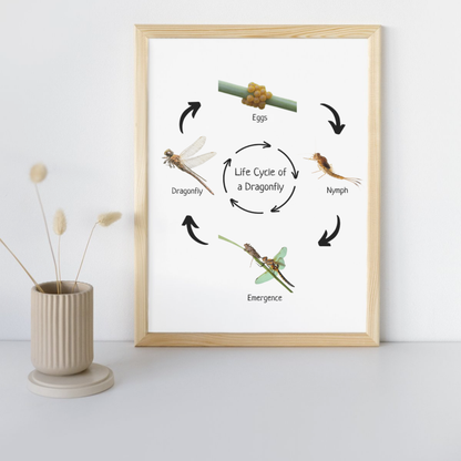 Montessori Life Cycle of a Dragonfly, Educational Poster, Science Poster, Homeschool Prints, Printable Classroom Poster