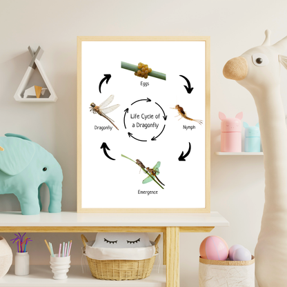 Montessori Life Cycle of a Dragonfly, Educational Poster, Science Poster, Homeschool Prints, Printable Classroom Poster