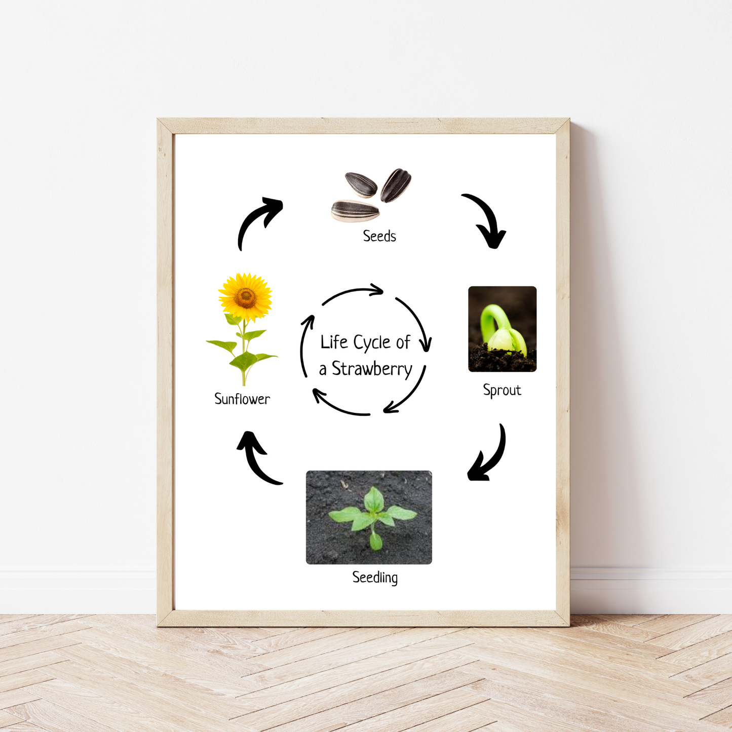 Montessori Life Cycle of a Sunflower, Educational Poster, Homeschool Prints, Science Poster, Printable Classroom Decor