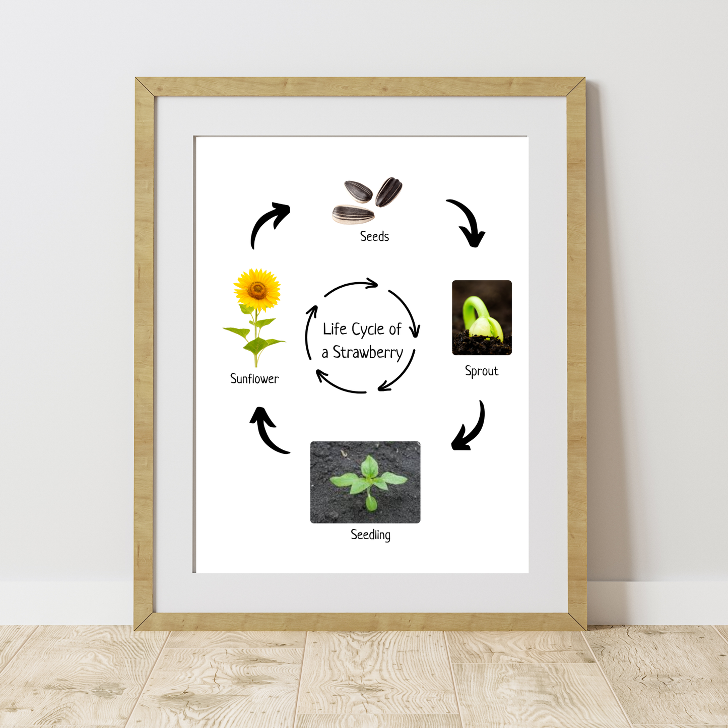 Montessori Life Cycle of a Sunflower, Educational Poster, Homeschool Prints, Science Poster, Printable Classroom Decor