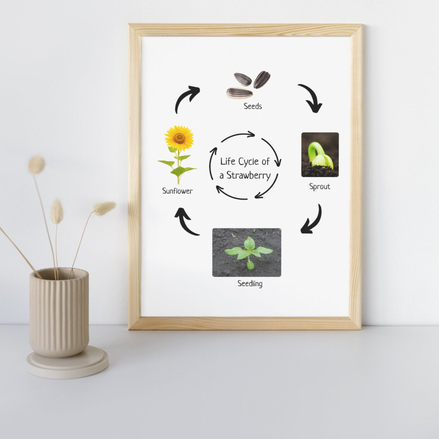 Montessori Life Cycle of a Sunflower, Educational Poster, Homeschool Prints, Science Poster, Printable Classroom Decor