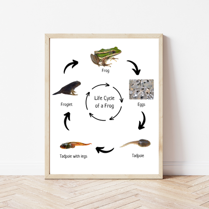 Life Cycle of a Frog, Educational Poster, Homeschool Prints, Science Poster, Printable Classroom Decor