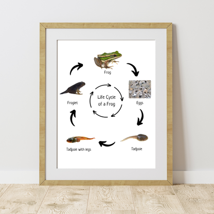 Life Cycle of a Frog, Educational Poster, Homeschool Prints, Science Poster, Printable Classroom Decor