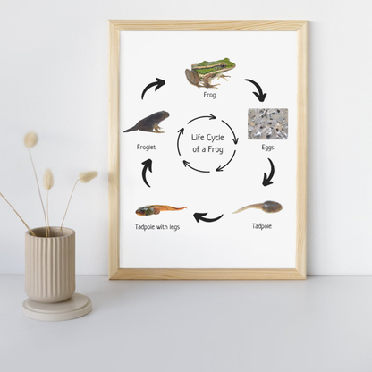 Life Cycle of a Frog, Educational Poster, Homeschool Prints, Science Poster, Printable Classroom Decor